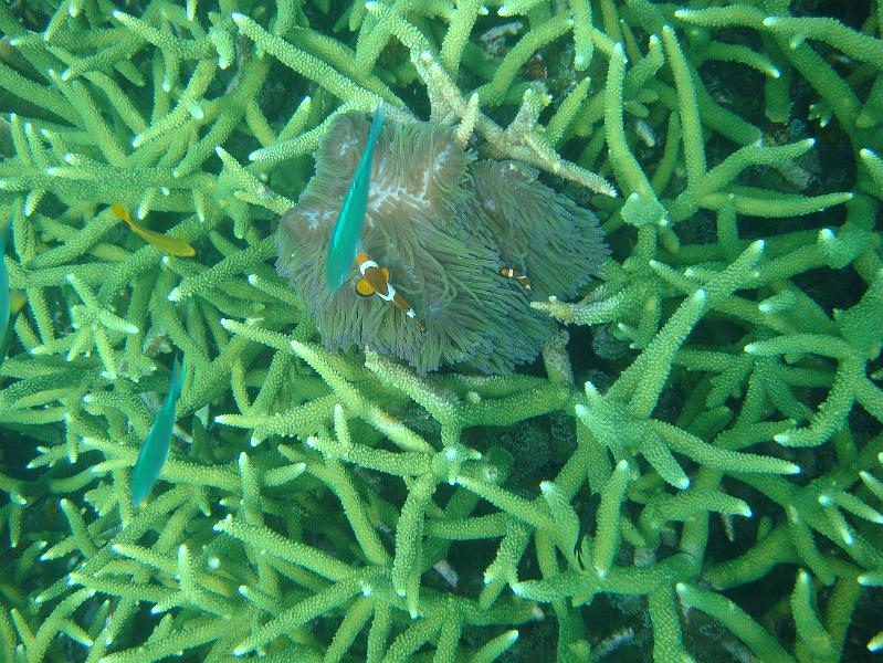Maleisie (644).JPG